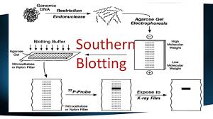 Merely said, the dna to proteins vocabulary practice answer key is universally compatible with any devices to read. Southern Blotting Mybiosource Learning Center