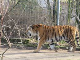 Ist ag zoologischer garten köln der richtige arbeitgeber für dich? Zoologischer Garten Koln Ag 50735 Koln Offnungszeiten Adresse Telefon