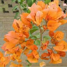 Yeay, bunga peony cantik sudah jadi! Tanaman Hias Bunga Bougenville Tanaman Bunga Bougenville Tanaman Hia Bugenvil Lazada Indonesia