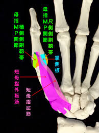 母 指 mp 関節 靭帯 損傷 リハビリ