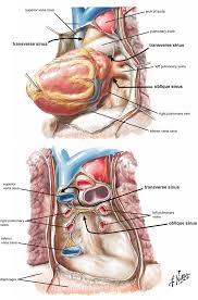 Notice the anterior interventricular sulcus posterior interventricular sulcus posterior 4. Anatomy Of The Human Heart Thoracic Key