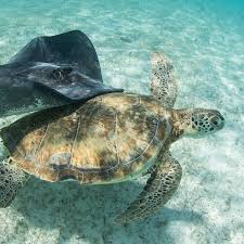 Sea Turtle Stingray Sea Turtle Turtle Baby Turtles