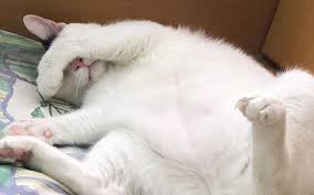 Jun 10, 2021 · cukup derita yang sepatutnya mempunyai 40 episod itu ditayangkan di slot samarinda tv3 bermula 6 mei lalu. Kimmy Si Comel Yang Suka Tidur Di Dalam Sinki Free Malaysia Today Fmt