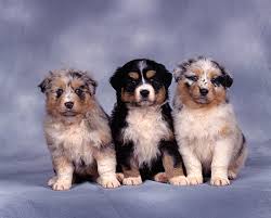 Great bernese (great pyrenees x bernese mountain dog). Australian Shepherd Bernese Mountain Dog Puppy