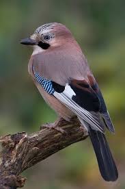 Birds That Lay Eggs On The Ground Uk Pin On Birds