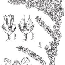 Image result for Octolepis decalepis