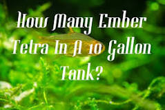 How many Ember tetras can I put in a 10 gallon tank?