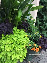 Shop for sweet potato vine art from the world's greatest living artists. Great Color Combinations For Sweet Potato Vine