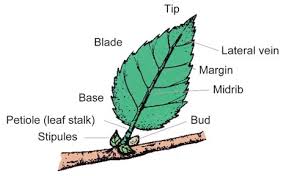 Image result for leaf margin entire