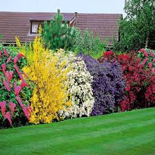 Fast growing shrubs can be seen as any woody plant with many stems. Top Ten Fast Growing Shrubs Best Hedge Trimmers Reviews