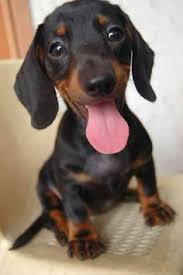 See what seyunta dotson (sdotso6794) has discovered on pinterest, the world's biggest collection of ideas. 250 Dachshund Puppies Ideas Dachshund Puppies Dachshund Puppies