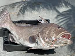 As a great restaurant in havana once said, the fish you eat today slept in the ocean last night. we get fresh fish. The Stoned Crab Home Key West Florida Menu Prices Restaurant Reviews Facebook