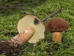 Braunkappe Pilze Maronen Pilze Essbare Pilze