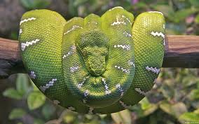 Green emerald tree boa teeth. Hd Wallpaper Emerald Tree Boa Snake Wallpaper Flare