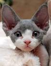 Devon Rex Ontario 💗 | Pure breed kittens for adoption