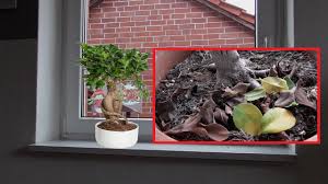 Grüner liebling zu meinen sonstigen kakteenandromeda0212schöne pflanze lässt alle blätter fallenoberstdirekt nach dem kauf hat der ficus angefangen seine blätter zu verlieren. Ikea Bonsai Baum Verliert Blatter Die Blatter Werden Gelb Braun Ficus Ginseng Bonsai Geht Ein Youtube