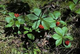 Image result for Cornaceae