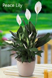 Edible plants grown on a windowsill would mean you'd be limited to growing different types of plants based on the season, meaning you could have basil at the start of the year. 10 Best Plants That Grows In Shade Without Sunlight At Home Home Gardeners