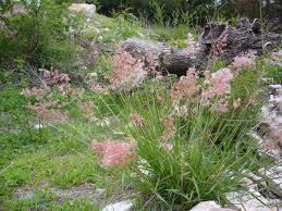 Image result for Melinis repens