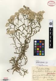 Image result for Pseudognaphalium oligandrum