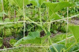 A pumpkin vine can reach 20 or more feet in length, so you need to provide the space for them to grow. How To Grow Pumpkins Vertically Urban Garden Gal