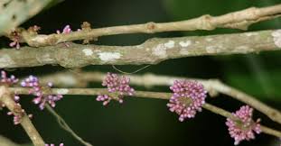 Image result for Memecylon rovumense