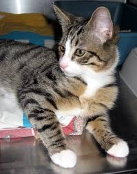 Black And Grey Tabby Cat Personality Bengal Tabby Cat Mix Tabby Mix Older Kitten Tabby Cat Bengal Cat Pet Breeds