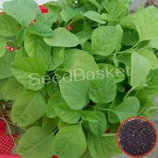 We did not find results for: Buy Amaranth Thotakoora Seeds Online In India