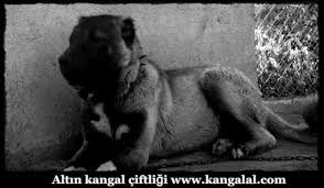 Genc Kangallardan Karo Kangal Kopegi Kopek Akbas