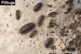 Unfortunately, they can be known by one of several different names depending on your location, and all of them are actually misnomers. What Lies Beneath Bygl