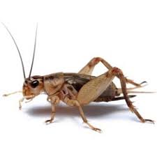 Check spelling or type a new query. Reptile Supplies Pets On Click