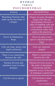 Difference Between Hyphae And Pseudohyphae Comparison Summary Mcat Study Medical Laboratory Science Fungi