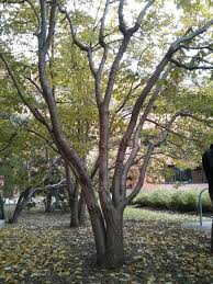 Ivory silk lilac tree bark. Japanese Tree Lilac Syringa Reticulata The Ufor Nursery Lab