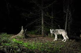 Tides by big bad wolf, released 15 october 2016 1. Who S Afraid Of The Big Bad Wolf Scientist The New York Times