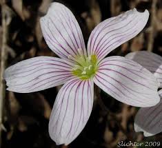 Image result for Oxalis oligotricha