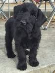 Giant Schnauzer Puppies for Sale from Reputable Dog Breeders