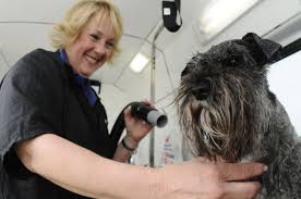 Top 10 reasons to make an appointment with pampered pets Groomer On The Go Mobile Pet Business Takes Off In The Q C Local News Qconline Com