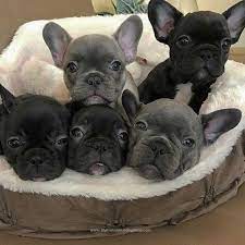 french bulldog puppies babytiere hundebabys niedliche welpen