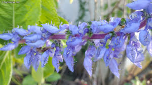 Image result for Coleus barbatus