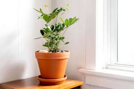 Image result for Ormocarpum zambesianum