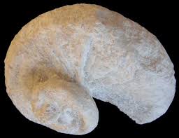 Image result for Requienia