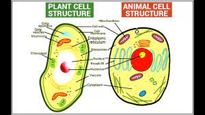Maybe you would like to learn more about one of these? Difference Between Plant And Animal Cell In Hindi Urdu Youtube