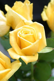 Yellow flowers make a great workplace gift to a coworker having a rough week or to show your appreciation for someone's hard work. Dozen Red Roses Order Roses Rose Colors Rose Meanings Buy Roses Rose Beautiful Roses Yellow Roses