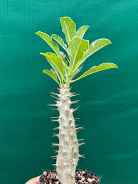 Image result for Pachypodium saundersii