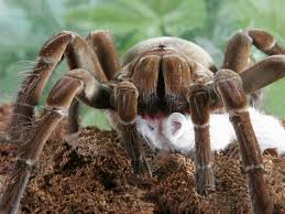 Schon 6 mikrogramm des giftes können bereits eine maus töten. Spinnen Spinnenrekorde Spinnen Insekten Und Spinnentiere Natur Planet Wissen
