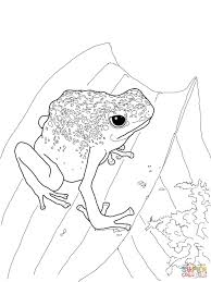 Blue Poison Dart Frog Frog Coloring Pages Dinosaur Coloring Pages Coloring Pages