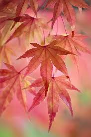 Pin By Tamsin Hartley On Rarezas Nature Photography Autumn Beauty Fall Colors