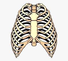 We did not find results for: Vector Illustration Of Human Rib Cage Rib Clipart Hd Png Download Kindpng