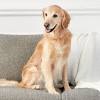 The golden retriever is one of the most popular breeds in america, and with good reason. Https Encrypted Tbn0 Gstatic Com Images Q Tbn And9gctb06pwxb4npt6c3w4yn9t06siuntpkmrzakeqqts0viwpzcvp1 Usqp Cau
