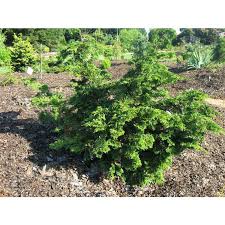 Image result for Chrysocoma obtusata